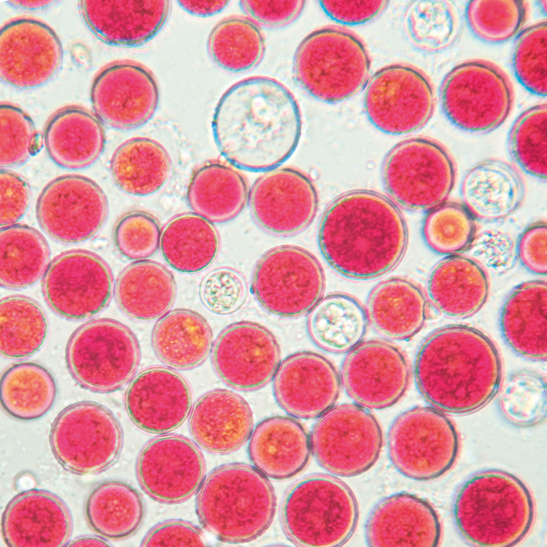 Astaxanthin