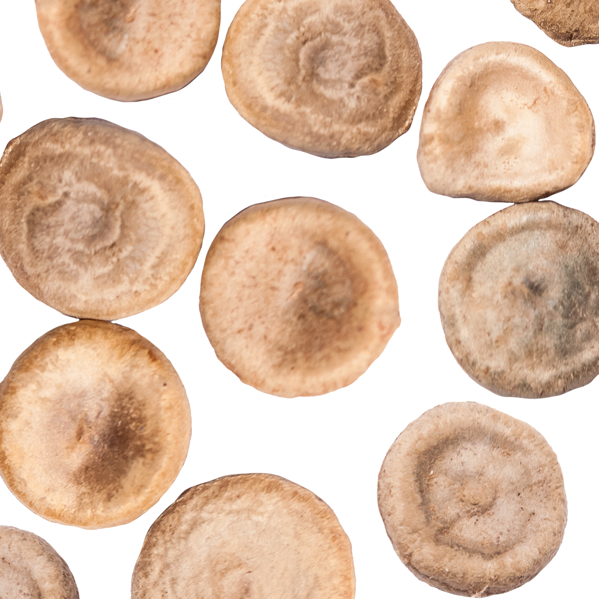 Brechnuss