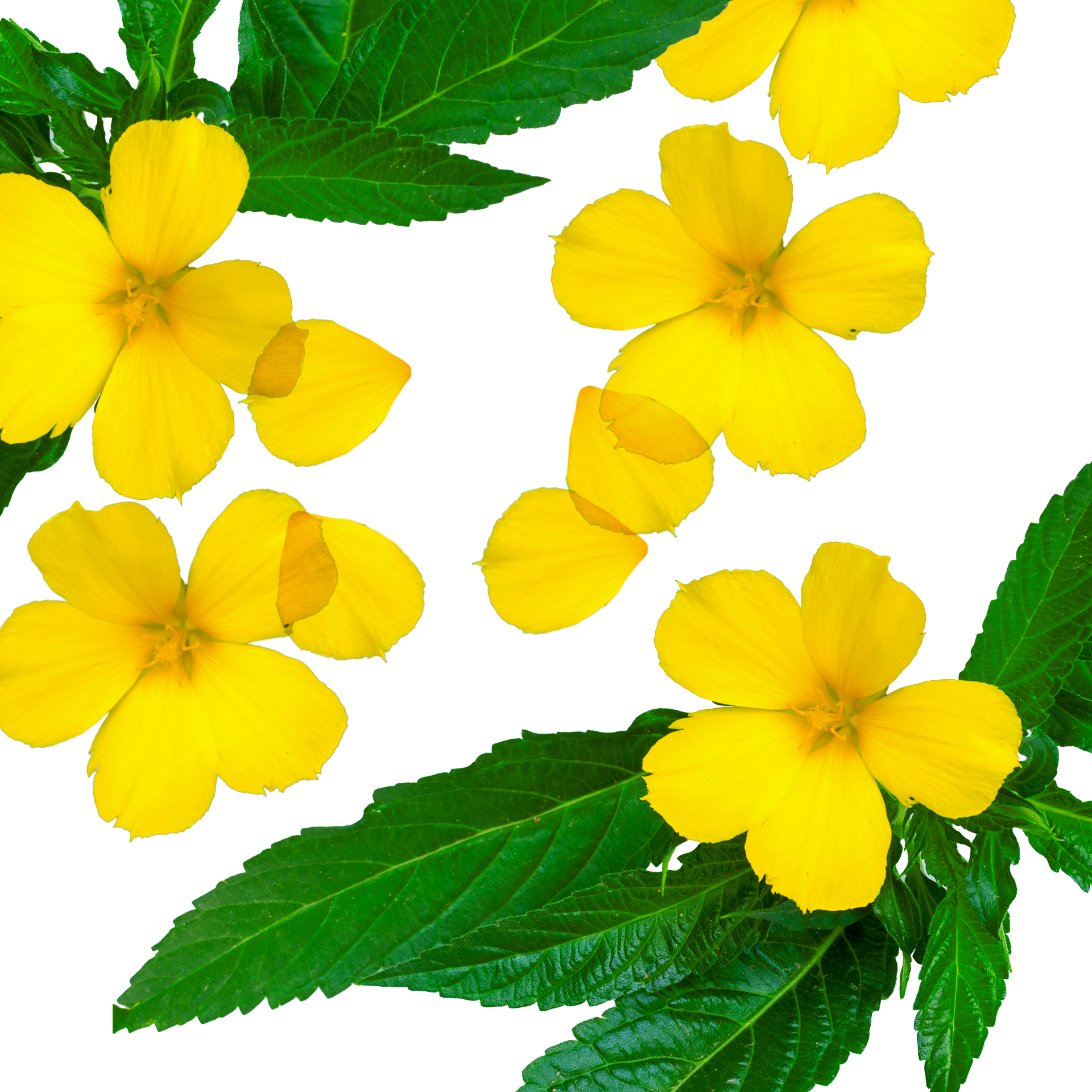 Damiana