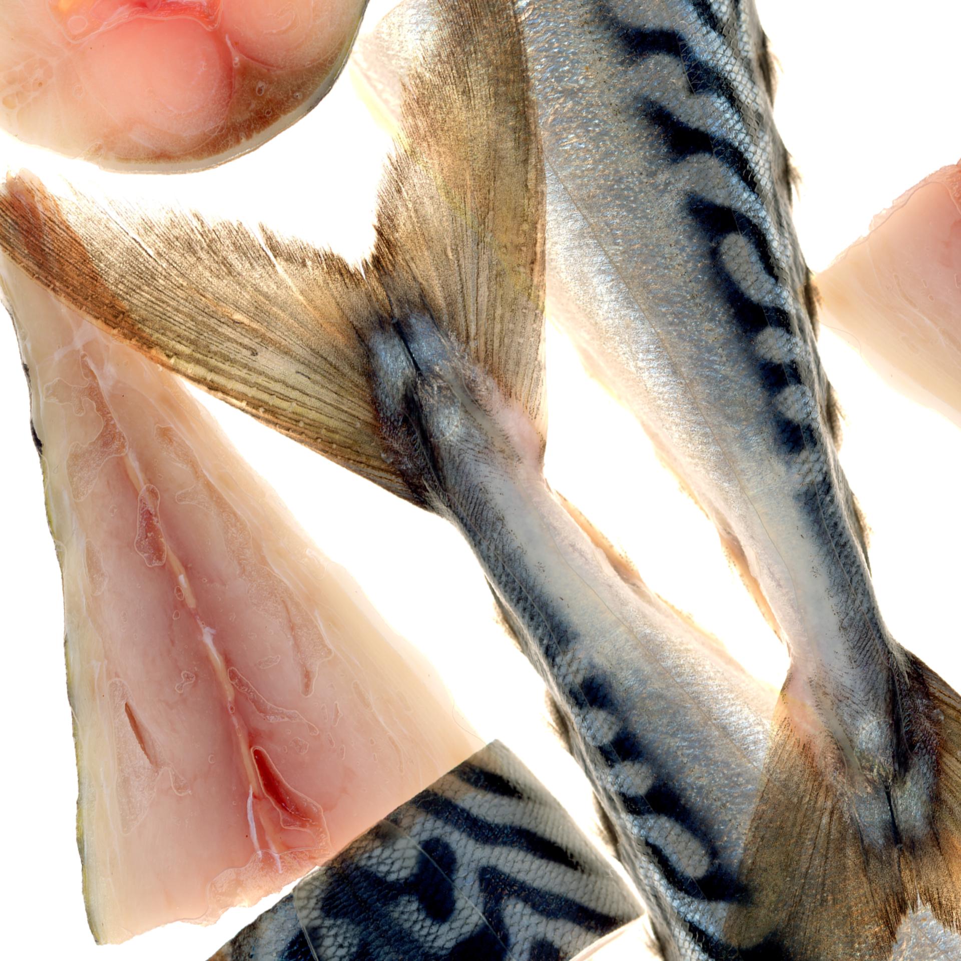 Omega-3-Fettsäuren