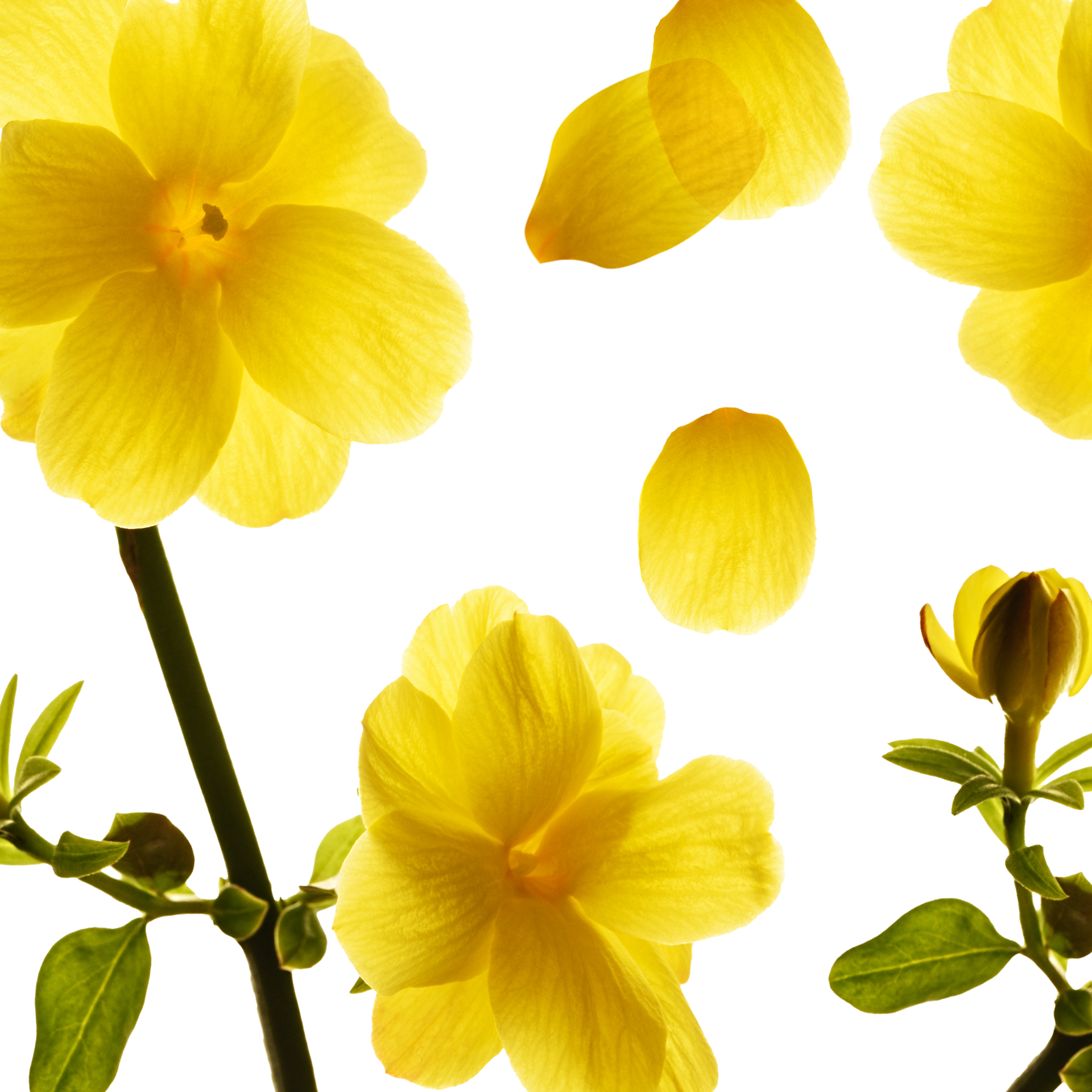 Gelber Jasmin