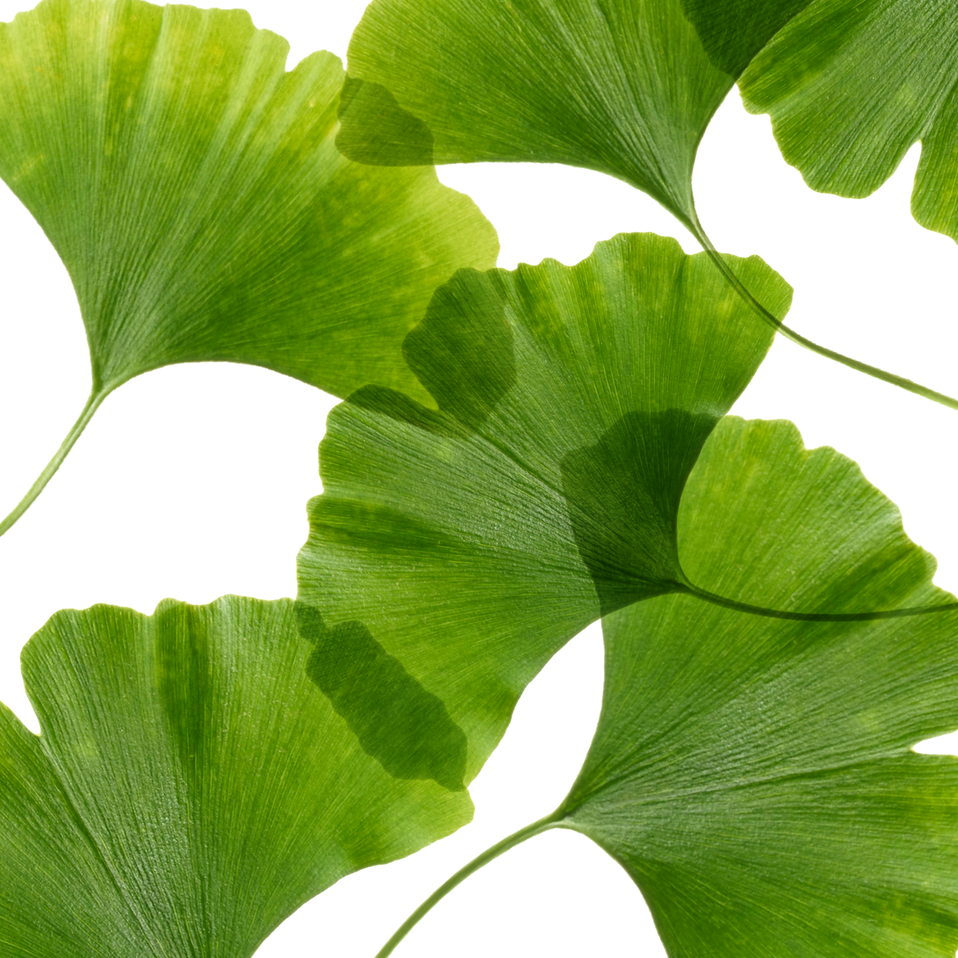 Ginkgo biloba