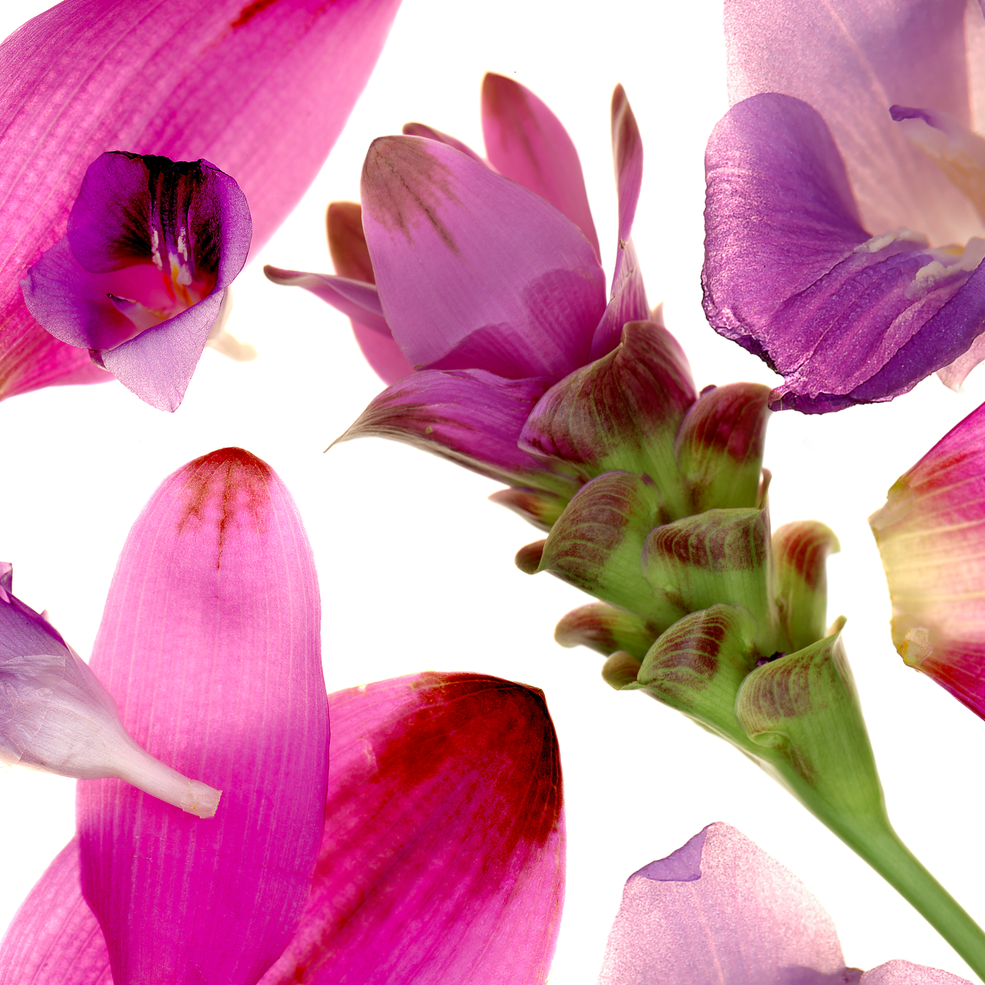 Curcuma