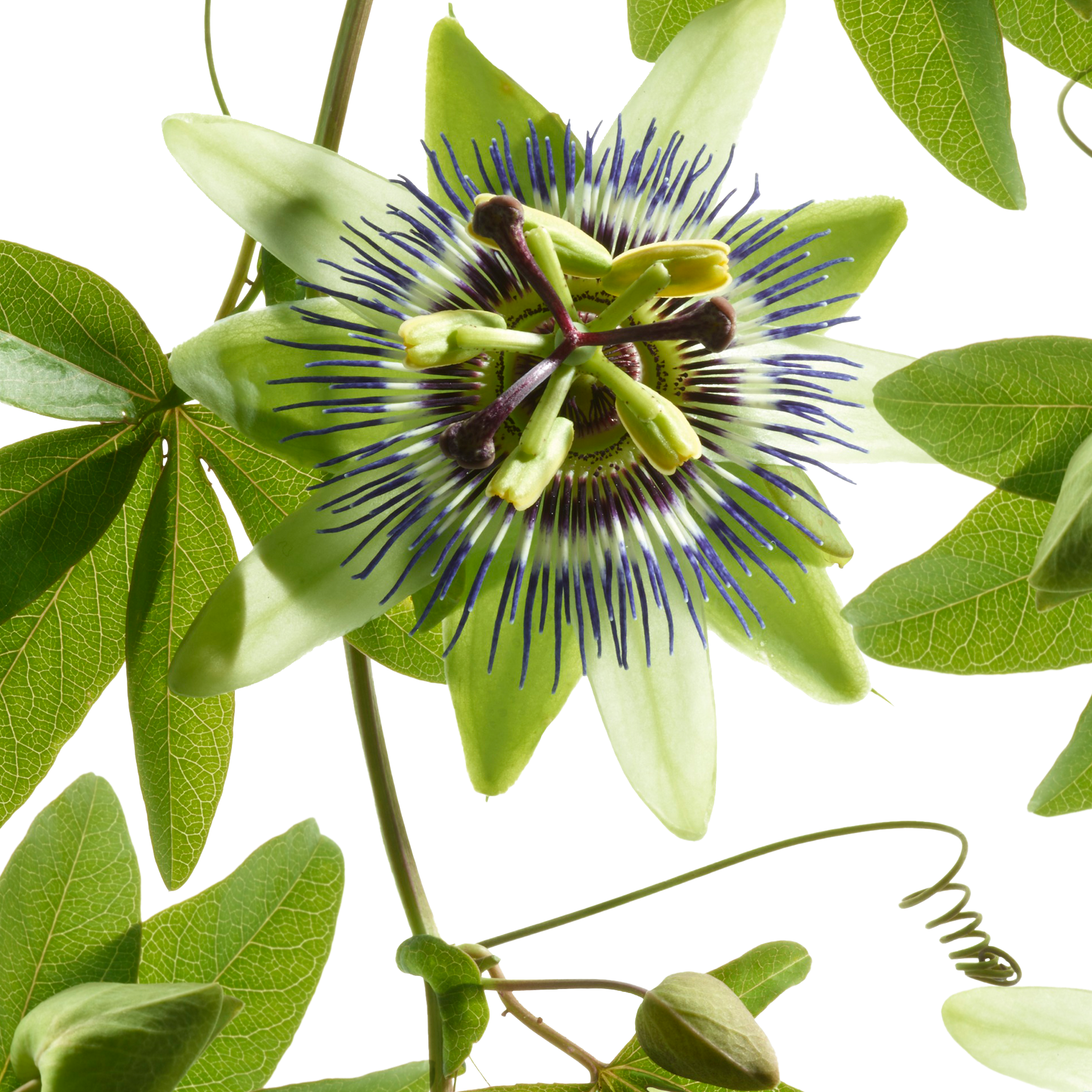 Passionsblume